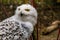 The face of a white snowy owl in closeup, beautiful arctic bird, vulnerable animal specie from Eurasia