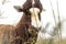 Face of Wild Blesbok Standing Amongst Tall Grass