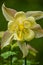 Face of yellow columbine flower against dark shadow in may
