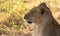 The face of a young lioness in close-up