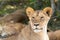 The face of a young lioness in close-up