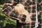 Faceless shot of a man in plaid shirt holding organic ripe butternut squash