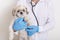 Faceless vet carries pekingese puppy in hands, veterinarian in blue latex gloves and stethoscope around neck being ready to