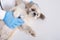 Faceless veterinarian examining pekinese dog with stethoscope, fluffy puppy lying on white table on his bag, pet need serious