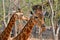 Faces of couple giraffe in a zoo