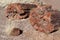 Faces of two pieces of Petrified log at the Petrified Forest National Park