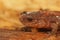 Facial closeup on an adult North american Eastern red backed salamander, Plethodon cinereus on forrest floor