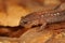 Facial closeup on an adult North american Eastern red backed salamander, Plethodon cinereus on forrest floor