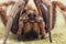 Facial closeup on the biggest European wolf spider , Hogna radiata in Southern France