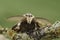 Facial closeup on the black arches or nun moth, Lymantria monacha, sitting on wood in the garden