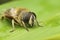 Facial closeup on a Common drone fly, Eristalis tenax sitting on a green leaf