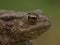 Facial closeup on a female Common European toad, Bufo bufo from the garden