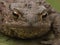 Facial closeup on a female Common European toad, Bufo bufo from the garden