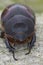 Facial closeup on a female of the the rare European rhinoceros beetle, Oryctes nasicornis