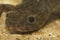Facial closeup on an Iberian ribbed newt, Pleurodeles watlt, underwater