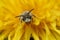 Facial closeup onh the typical white snout of a male red-bellied miner, Andrena ventralis