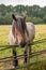 Facial closeup of roan colored horse, Domein Bokrijk, Genk, Belgium