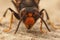 Facial closeup on a worker Asian long legged predatory hornet, Vespa velutina sitting on a piece of wood