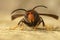 Facial closeup on a worker of the invasive Asian hornet pest species, Vespa velutina, a major threat for beekeeping