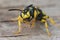 Facial closeup on a yellow European Cerceris wasp sitting on wood