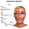 Facial muscles of the female