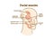 Facial muscles. Graphic illustration. Hand drawing, contour of symbol. Medicine and science, human anatomy simple