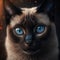 Facial portrait of beautiful Siamese cat with bright blue eyes