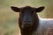 Facial Portrait of Blue Texel Sheep