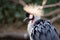 Facial portrait of a crowned crane with fluffed feathers