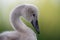 Facial Portrait of Fluffy Cygnet