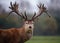 Facial Portrait of Red Deer Stag in Rain