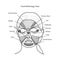 Facial Reflexology Chart. Vector