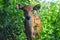 Facing The Camera View Balinese Domestic Calf Or Baby Cow Among Leaves Of The Bush