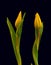 Facing yellow tulip blossoms minimalist macro on black background,with stem and green leaves