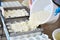 Factory workers fill molds for production of soft cheese