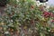 Fade and dried  Roses and rose plants in Kastrup Copenhagen Denmark