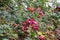 Fade and dried  Roses and rose plants in Kastrup Copenhagen Denmark