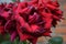 Fade and dried  Roses and rose plants in Kastrup Copenhagen Denmark