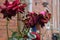 Fade and dried  Roses and rose plants in Kastrup Copenhagen Denmark