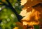 Faded autumn leaves of maple tree in direct sunlight in fall