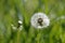 A faded blossom of dandelion, ready to be blown away