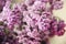 faded bouquet of lilac, close-up. The magic of lilac flowers with five petals