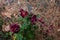 Faded burgundy roses in garden. Dried rose bush flowers on background of pine needles and garden on cool rainy morning