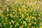 Faded chamomile flowers in meadow