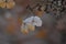 Faded Climbing Hydrangea (Hydrangea petiolaris) in winter