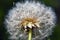 Faded dandelion with white umbrellas close-up