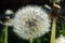 Faded dandelions