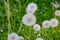 Faded dandelions on a meadow