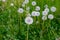 Faded dandelions on a meadow