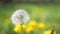 Faded dandelions on a sunny day. Swinging in the wind. Macro video